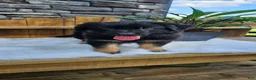 German Shepherd dogs for sale: German Shepherd 4 - Ad 11