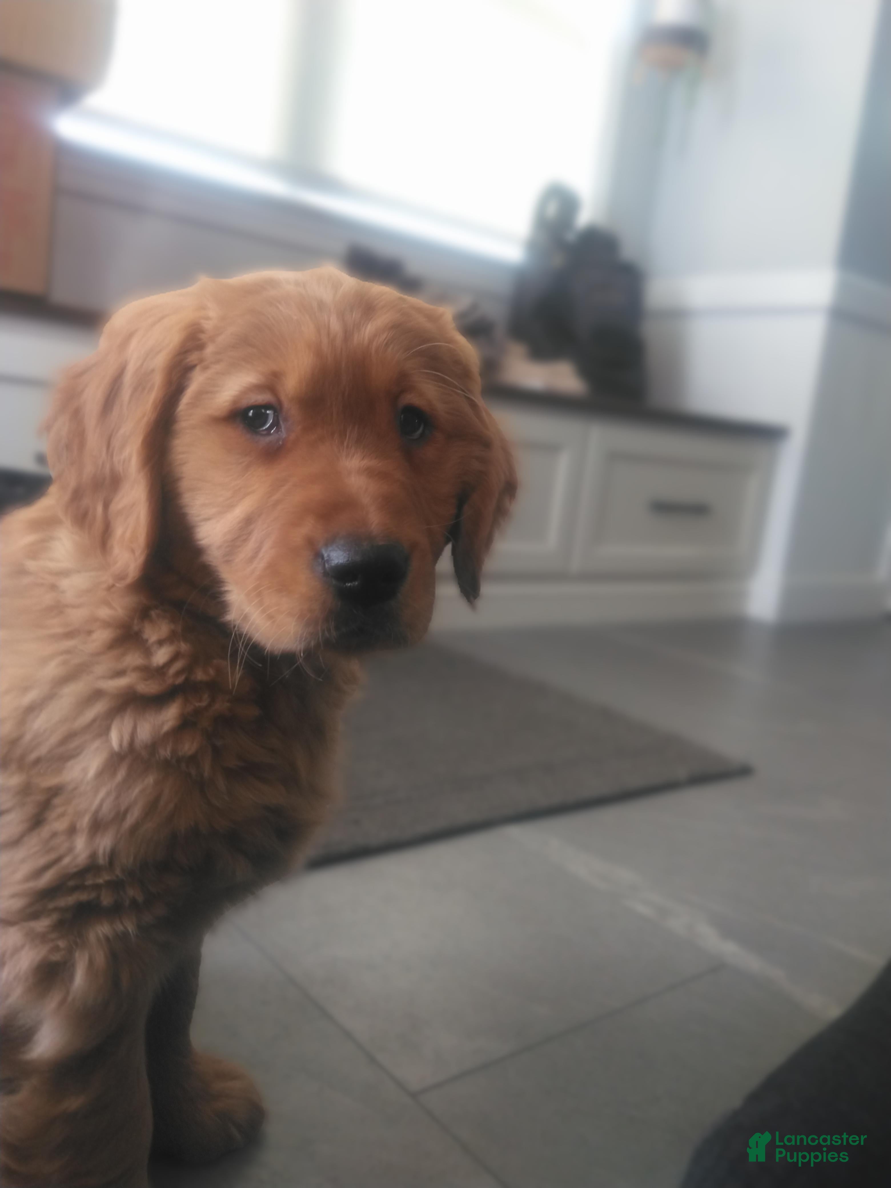 Golden Retriever dogs Sunny (Maroon collar) - Ad 35