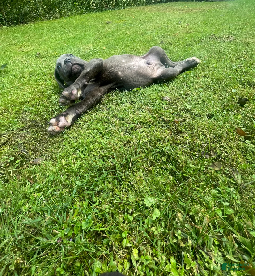 Cane Corso dogs for sale:  Titan - Ad 2