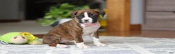 Boxer dogs for sale: Indy - Ad 6
