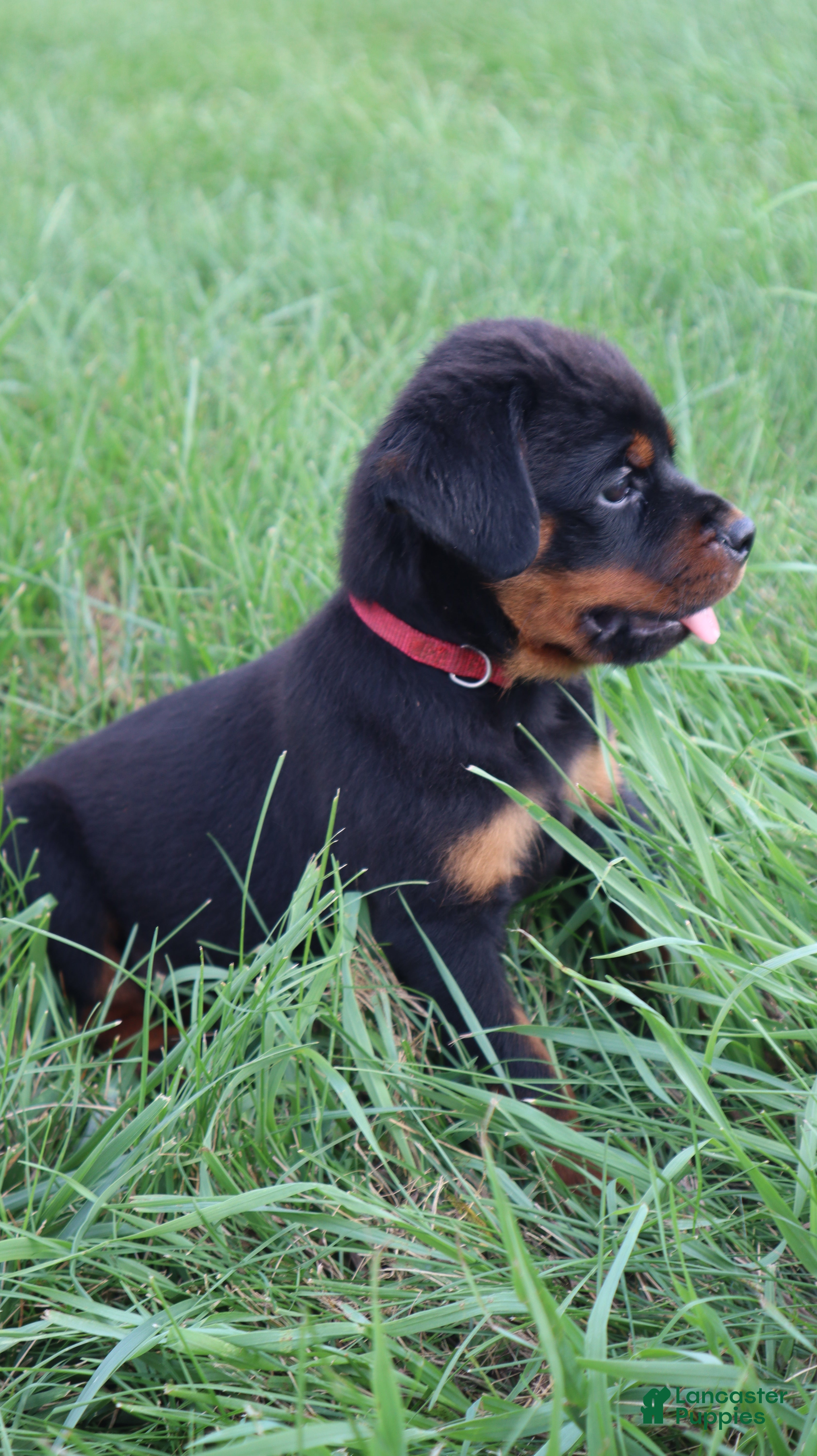 Rottweiler dogs Brock - Ad 1