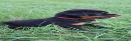 Rottweiler dogs for sale: Brock - Ad 1