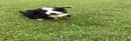 Bernese Mountain Dog dogs for sale: Bernese Mountain Dog 1 - Ad 18