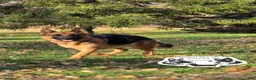 German Shepherd dogs for sale: Fritz - Ad 3