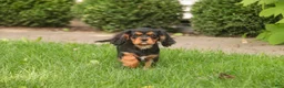 Cavalier King Charles Spaniel dogs for sale: Leroy Cavalier King Charles Spaniel  - Ad 3