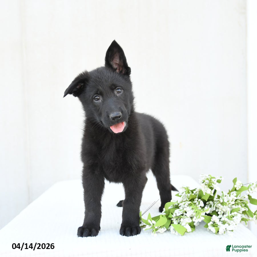German Shepherd dogs Daffodil - Ad 1