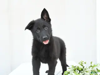 German Shepherd dogs for sale: Daffodil - Ad 2
