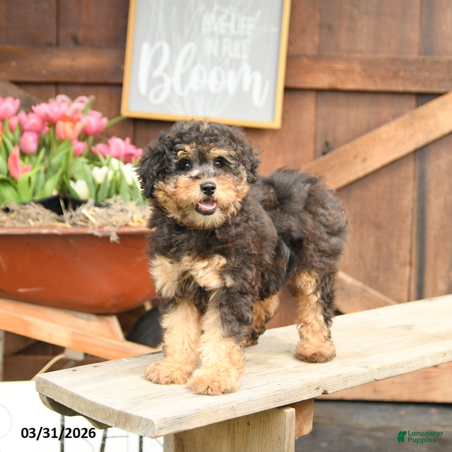 Mini Goldendoodle dogs Georgie - Ad 2