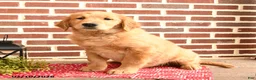 Golden Retriever dogs for sale: Elsie - Ad 4