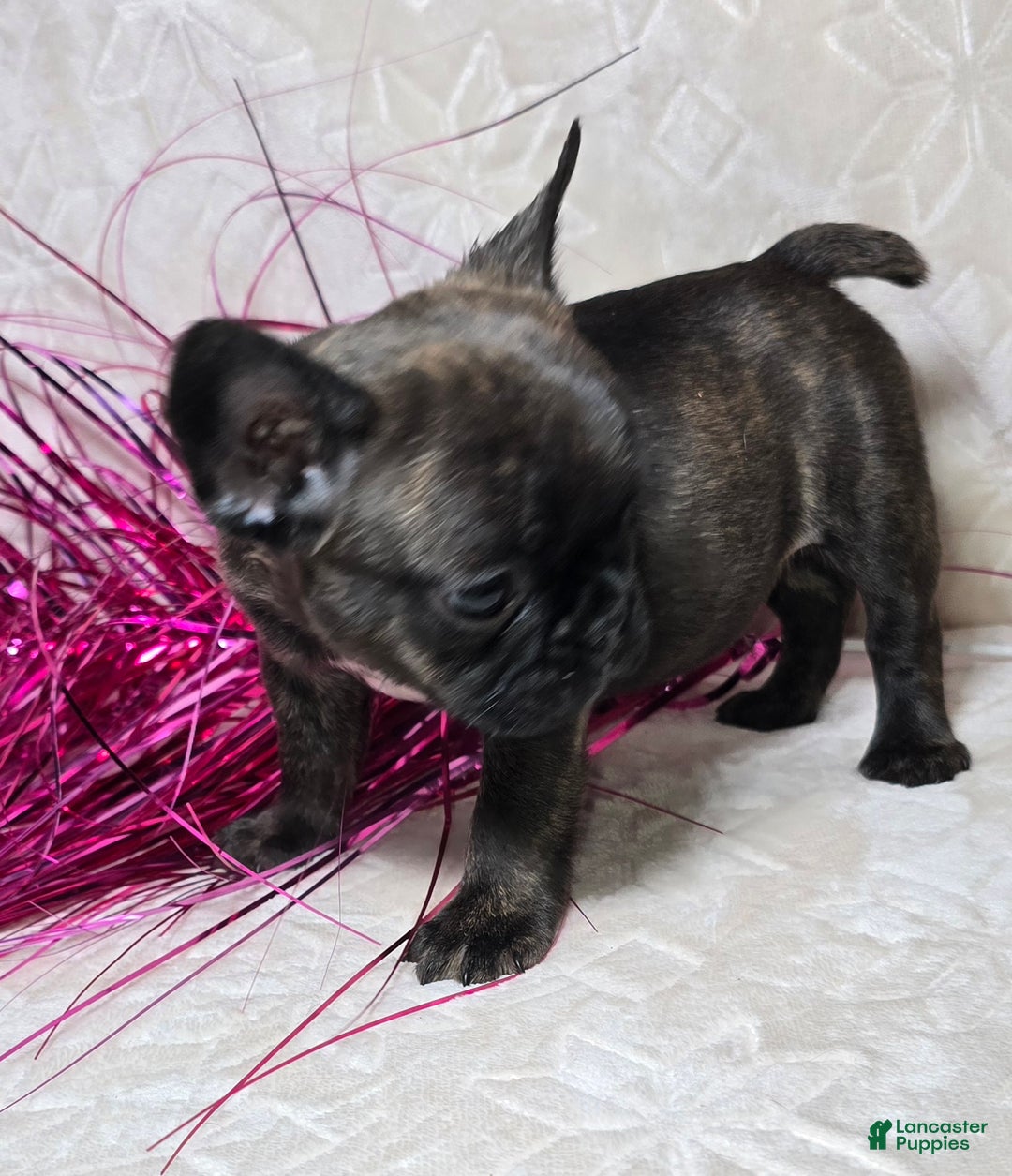 French Bulldog dogs for sale: Samson - Ad 4