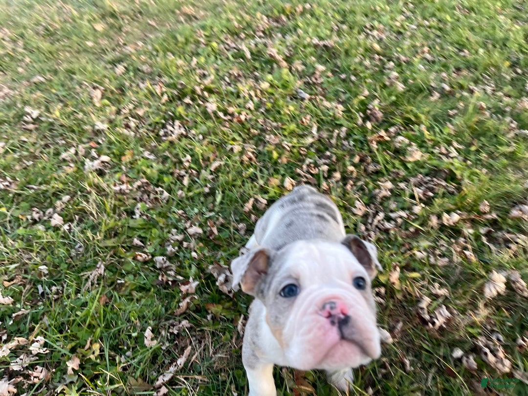 Olde English Bulldogge dogs for sale: Starry - Ad 9