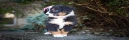 Mini Aussiedoodle dogs for sale: Layla🎀 - Ad 11