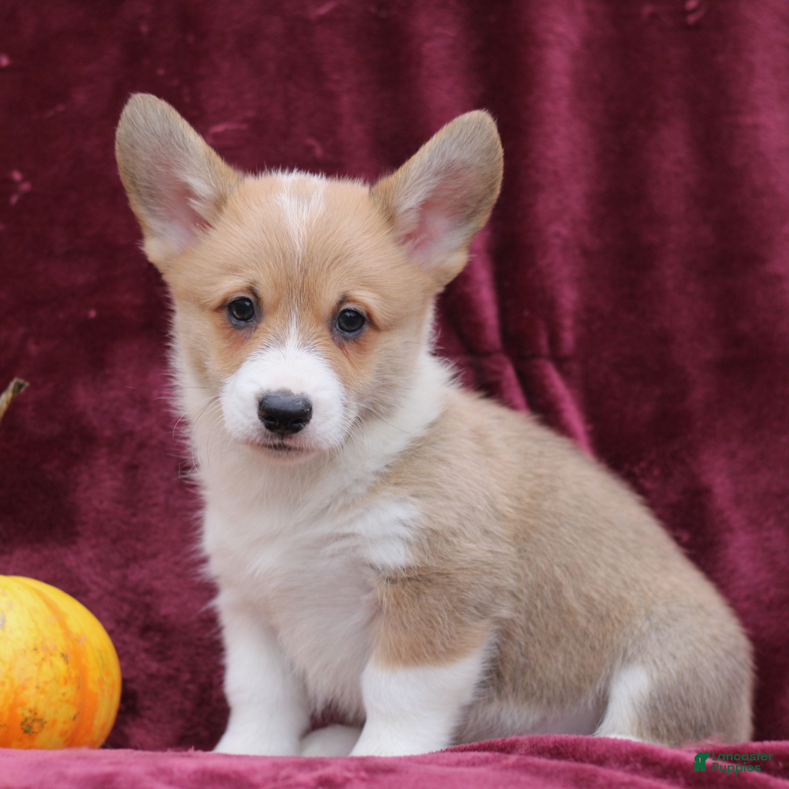 Welsh Corgi Pembroke dogs Hudson  - Ad 15