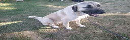 Anatolian Shepherd dogs for sale: Anatolian Shepherd 7 - Ad 5