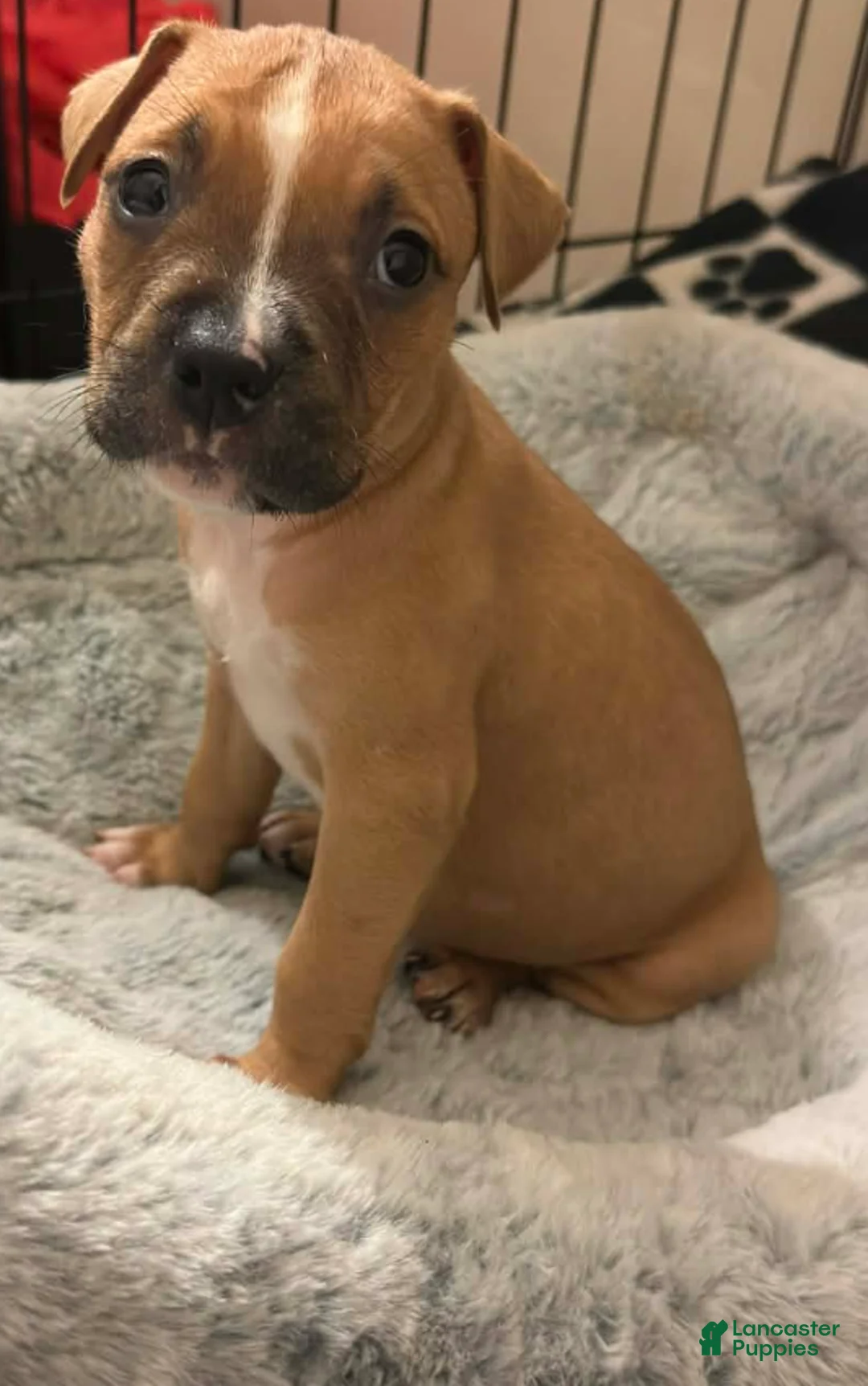 American Staffordshire Terrier dogs for sale: American Staffordshire Terrier Puppy 5 - Ad 2