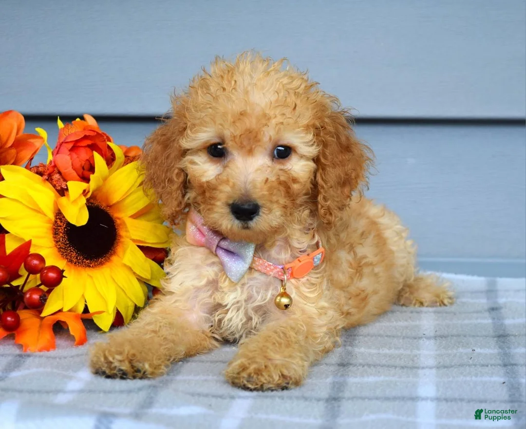 Goldendoodle dogs for sale: Olivia - Ad 9