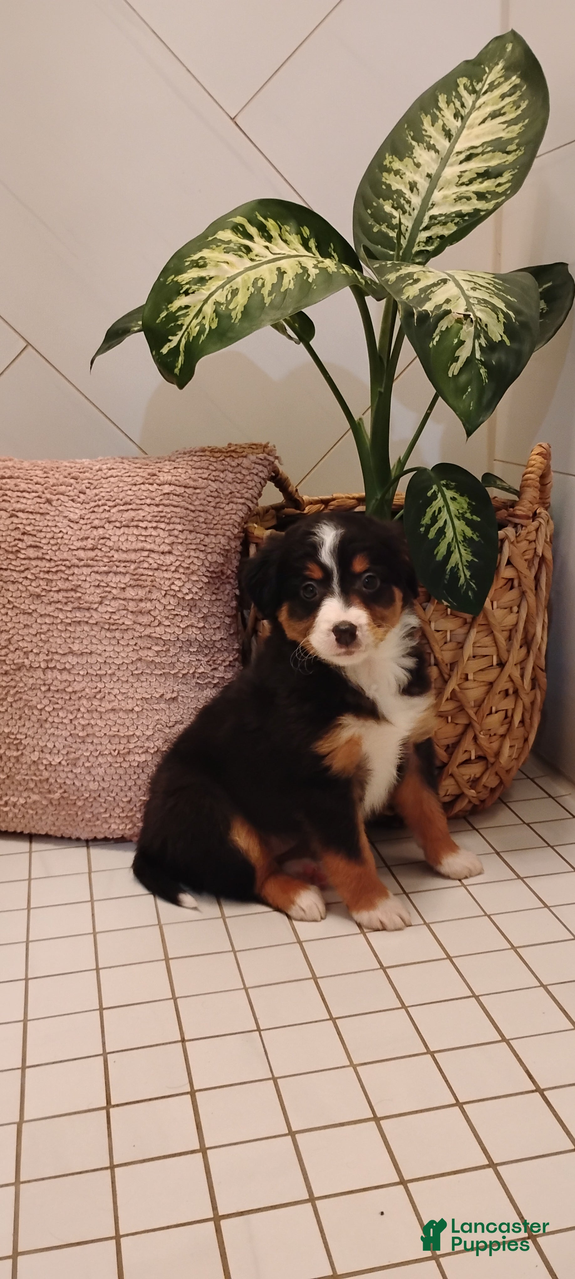 Mixed Breed dogs Sally - Ad 2