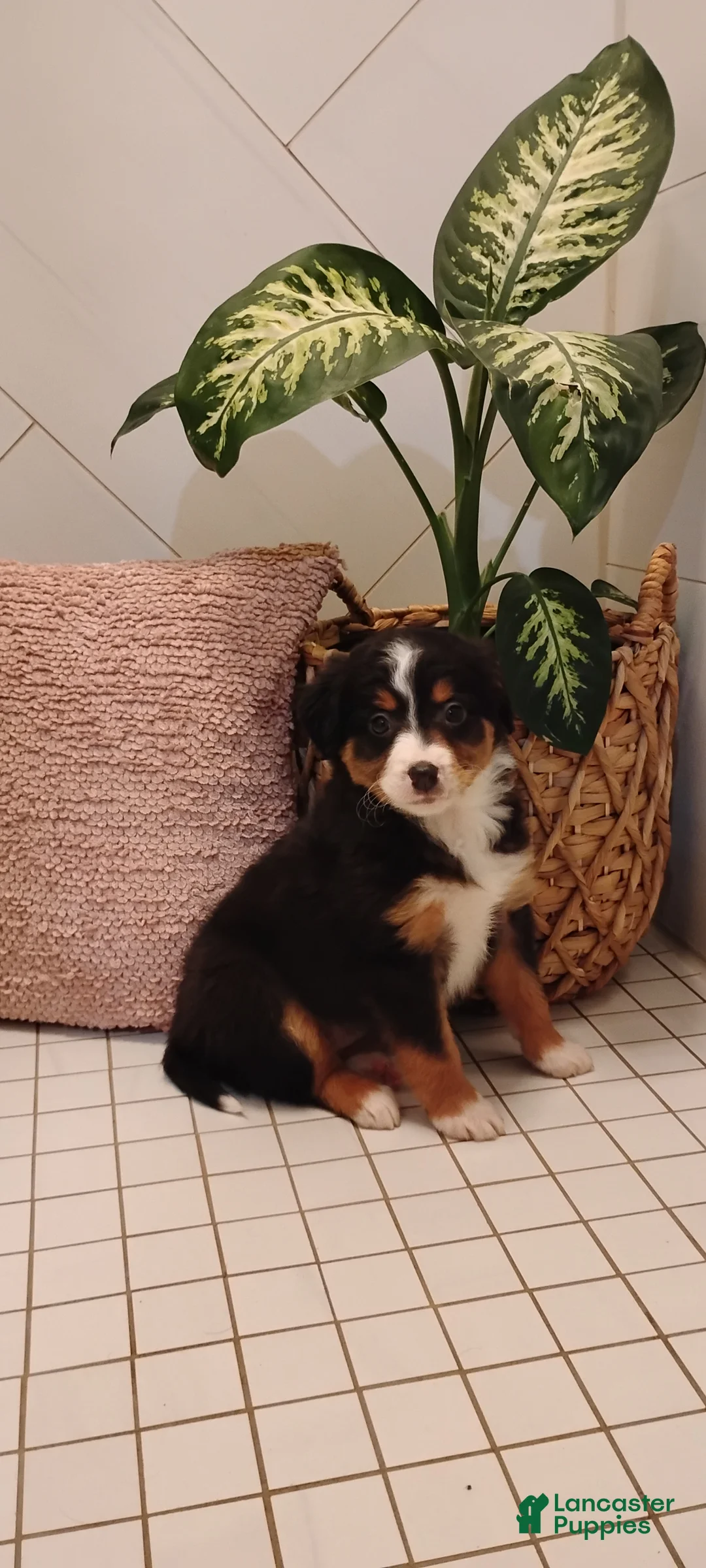 Mixed Breed dogs for sale: Sally - Ad 2