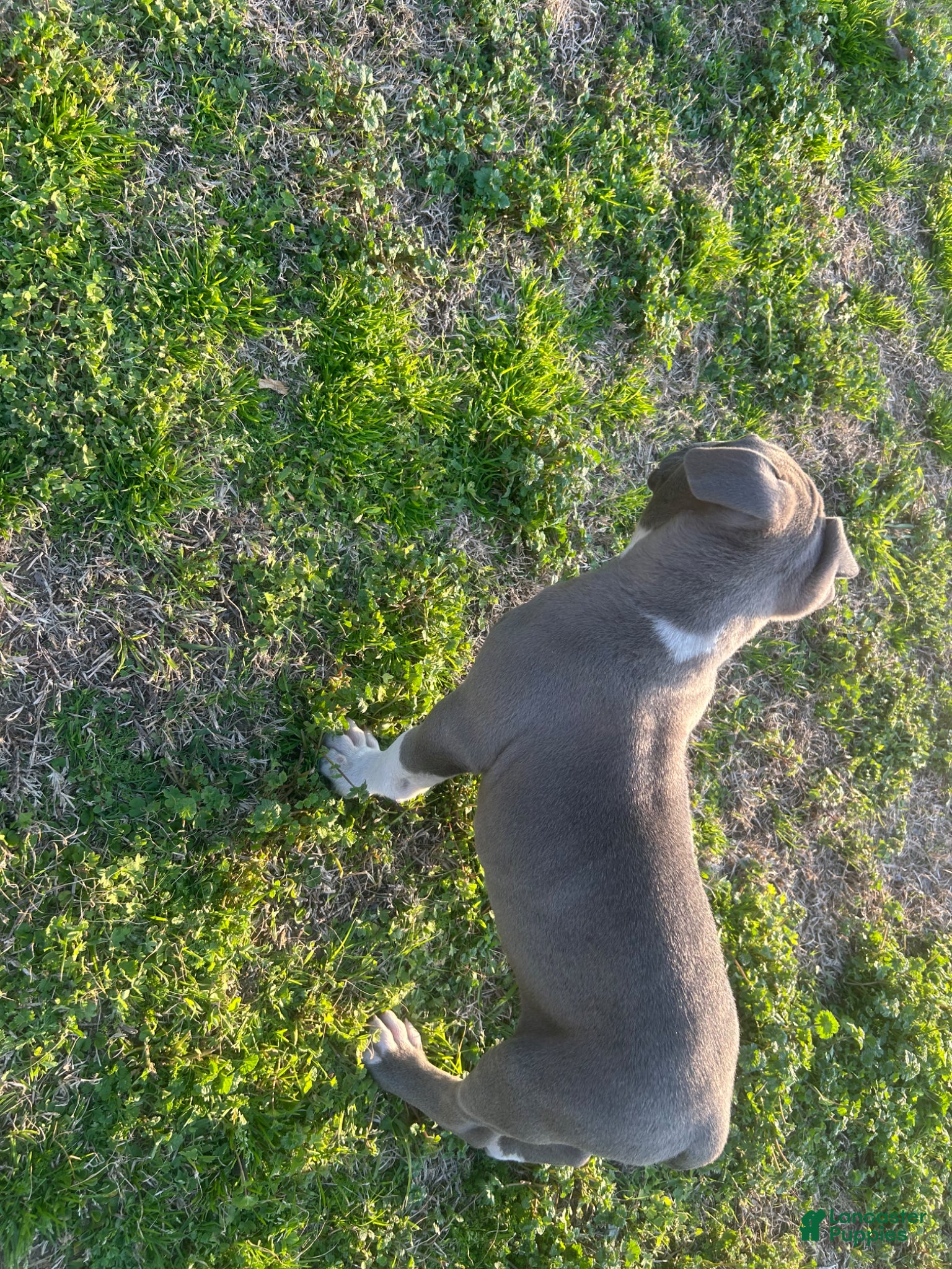 American Bully dogs American Bully Puppy 1 - Ad 16