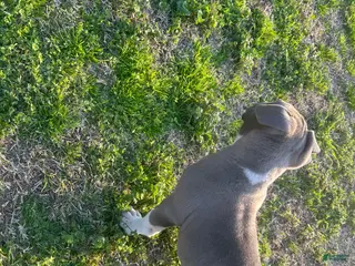 American Bully dogs American Bully Puppy 1 - Ad 16