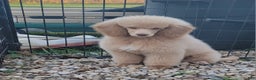 Miniature Poodle dogs for sale: Rusty moyen poodle  - Ad 7