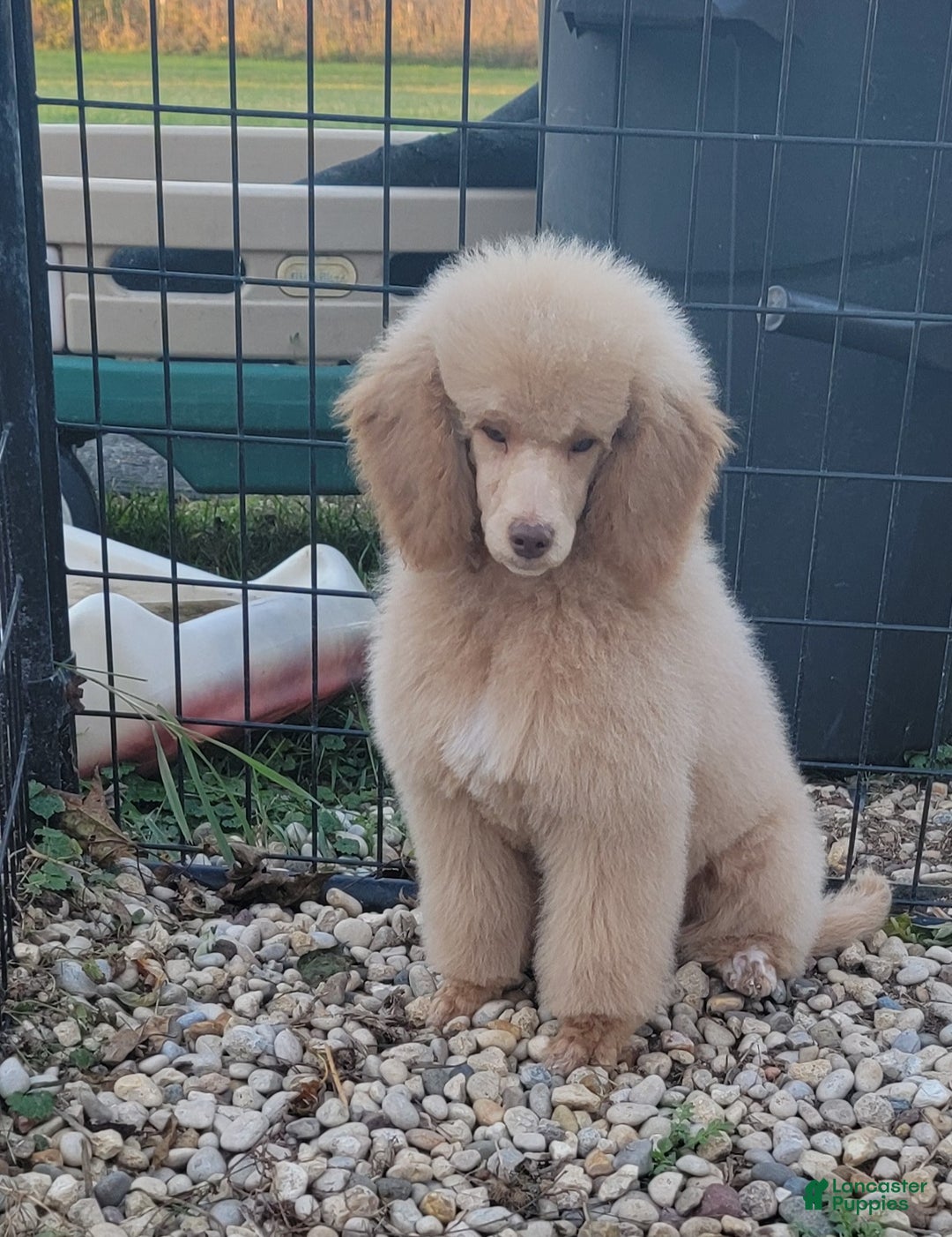 Miniature Poodle dogs for sale: Rusty moyen poodle  - Ad 7