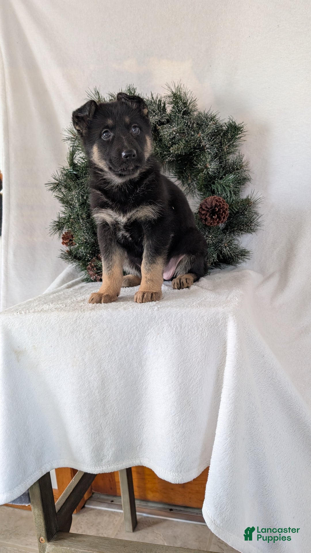 German Shepherd dogs for sale: Gail  - Ad 5