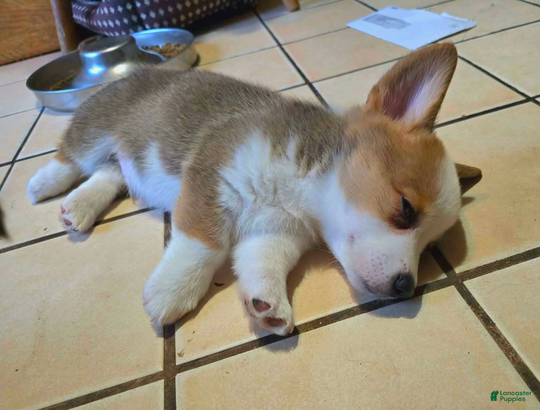 Welsh Corgi Pembroke dogs Welsh Corgi Pembroke 3 - Ad 2