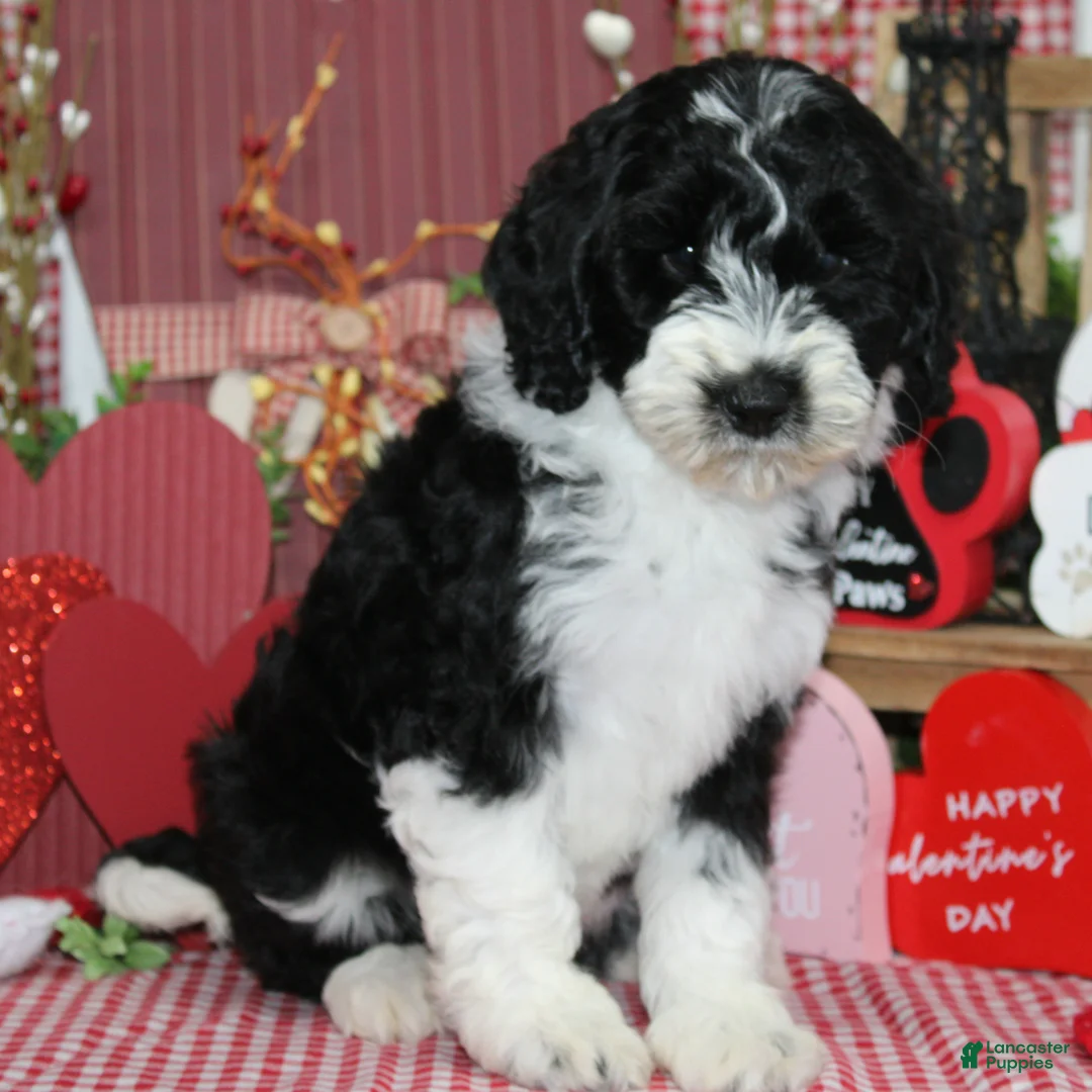 Mixed Breed dogs for sale: Truman - Ad 2