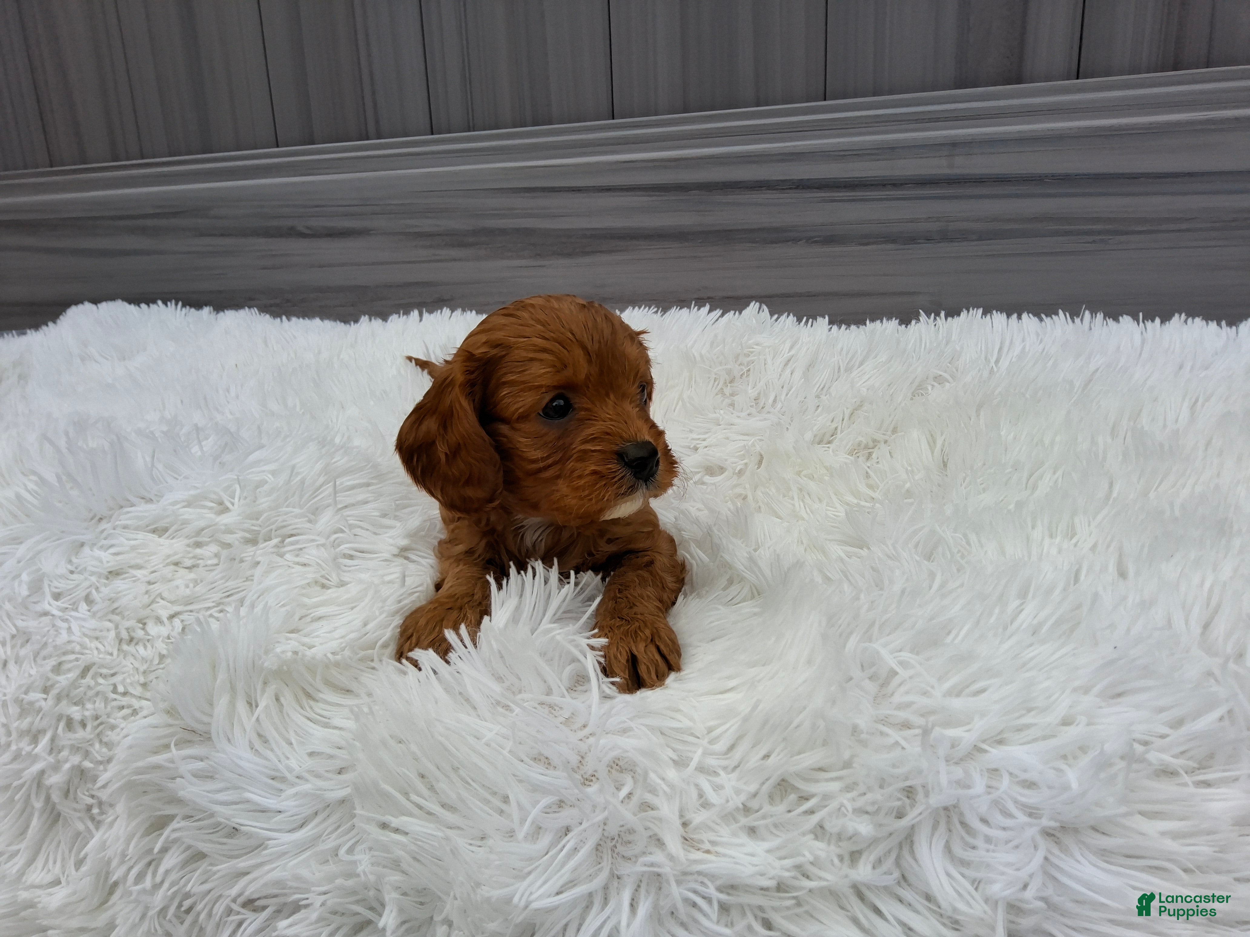 Cavapoo dogs Nova - Ad 2