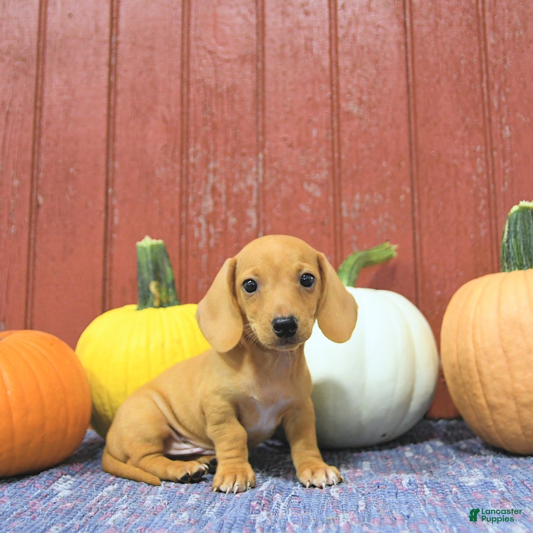 Miniature Dachshund dogs for sale: Twister - Ad 4