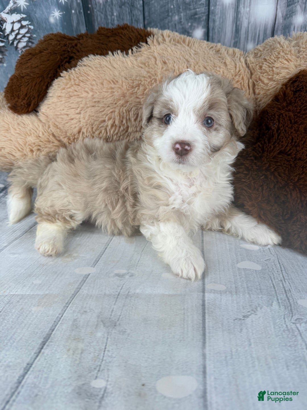 Aussiedoodle dogs for sale: Heidi - Ad 11
