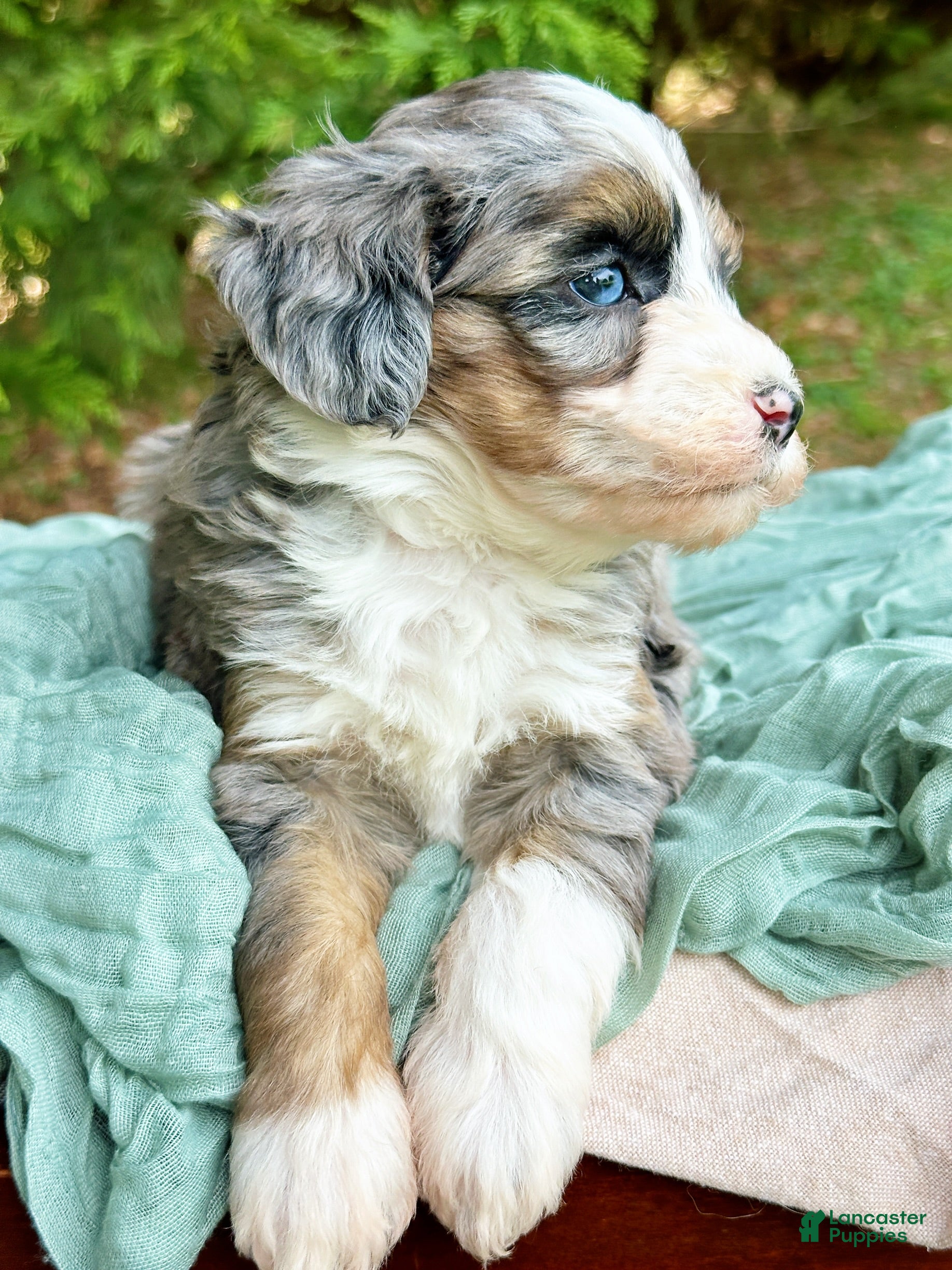 Mini Bernedoodle dogs Wynter-Petite/Mini-OFA&GeneticParents - Ad 2