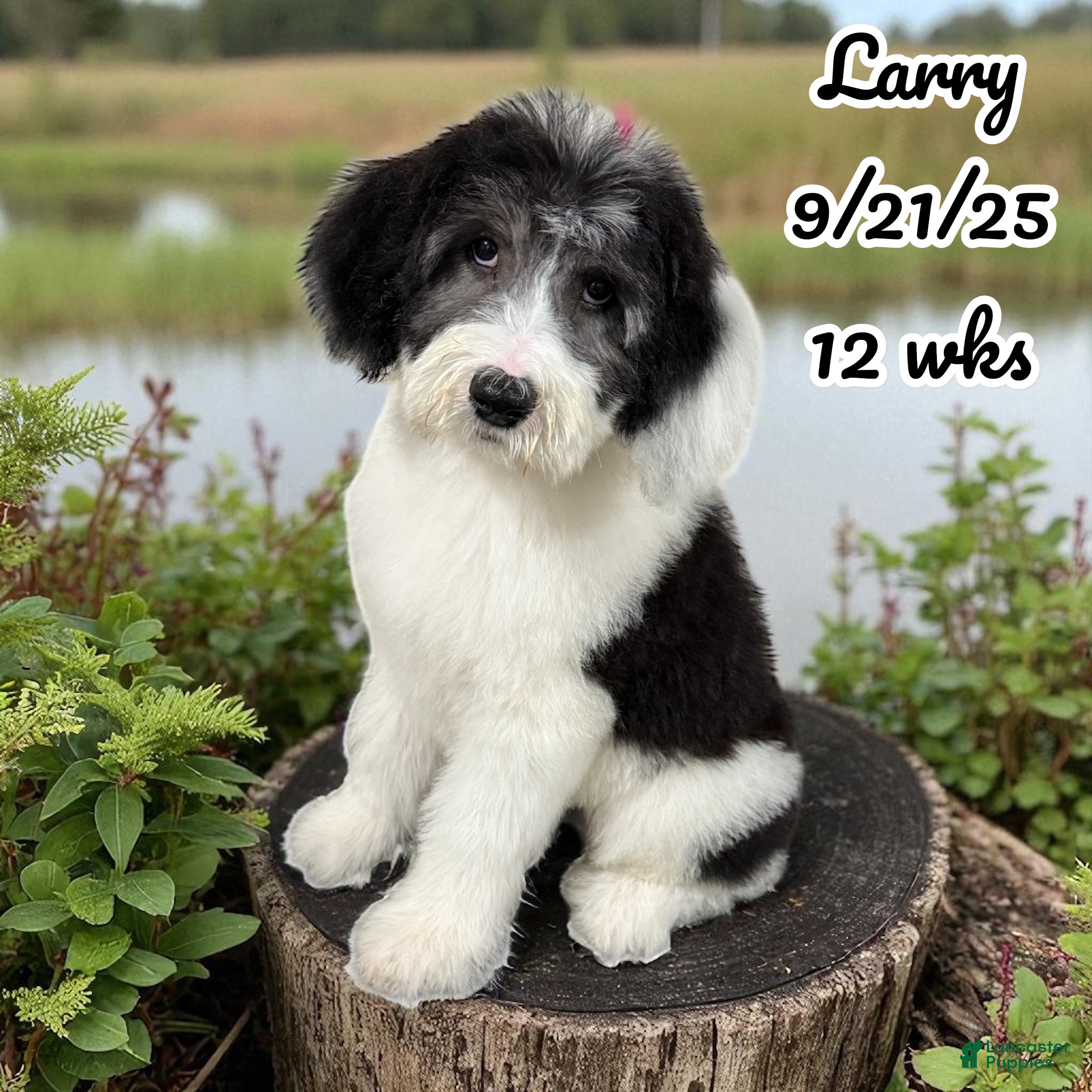 Sheepadoodle Puppies for sale in Maryland Lancaster Puppies
