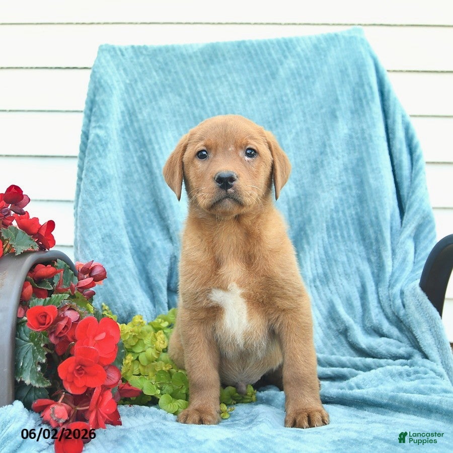 Labrador Retriever dogs for sale: Milo  - Ad 3
