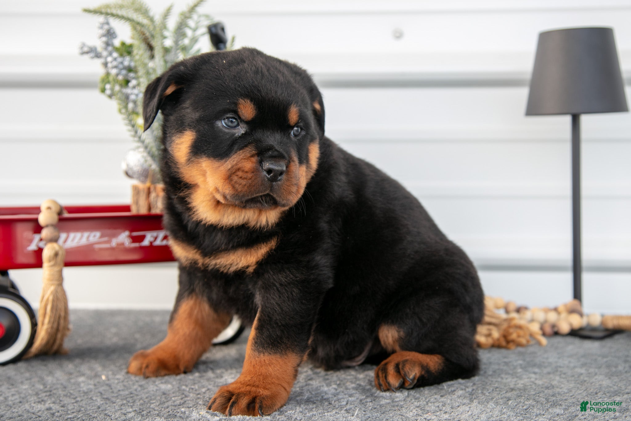 Rottweiler dogs Harley - Ad 23