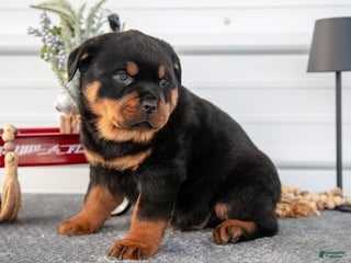 Rottweiler dogs Harley - Ad 23