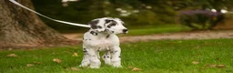 Great Dane dogs for sale: Blake Great Dane  - Ad 3