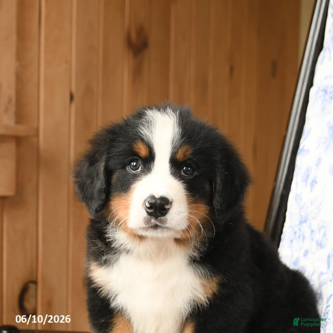 Bernese Mountain Dog dogs for sale: Timothy - Ad 5