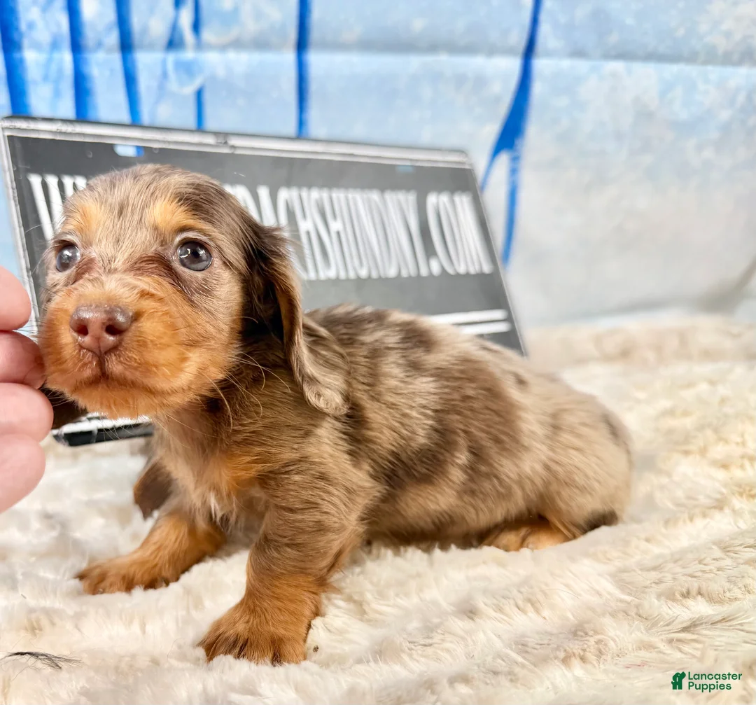Dachshund dogs for sale: Uno chocolate dapple long coat - Ad 6