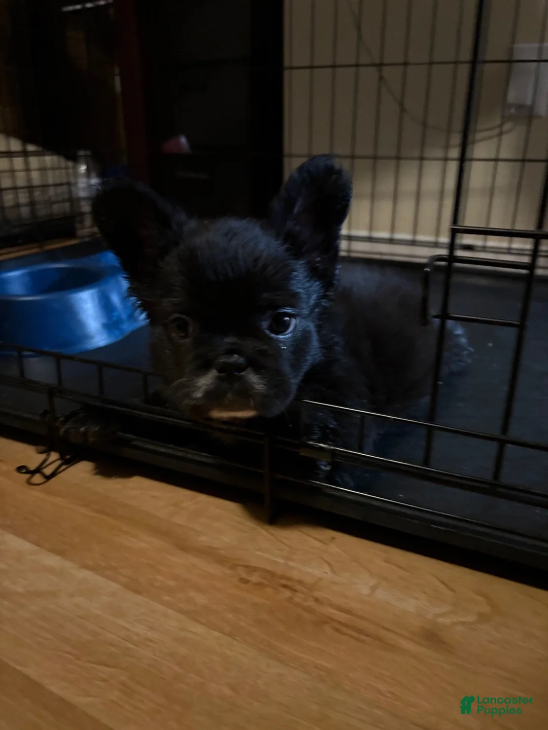 French Bulldog dogs for sale: French Bulldog 1 - Ad 2