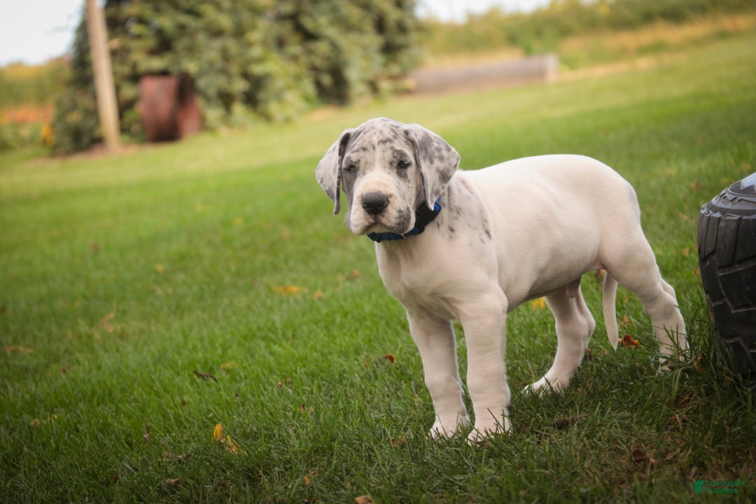 Great Dane dogs Colton Great Dane  - Ad 2