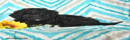 Mini Goldendoodle dogs for sale: Jadon - Ad 3