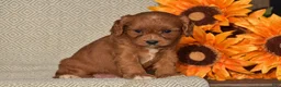 Cavapoo dogs for sale: Arlene - Ad 3