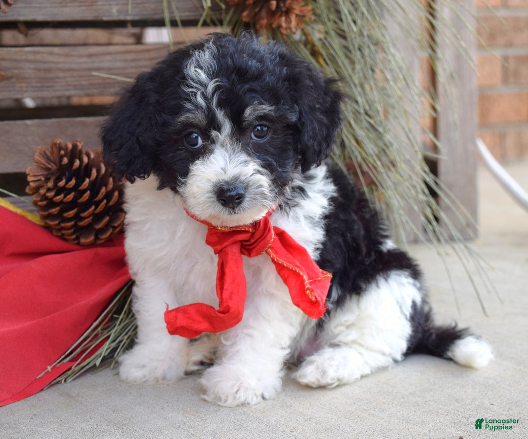 Bichpoo dogs for sale: Baxter - Ad 8