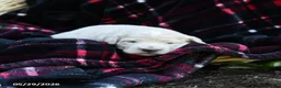 Goldendoodle dogs for sale: Macy - Ad 1