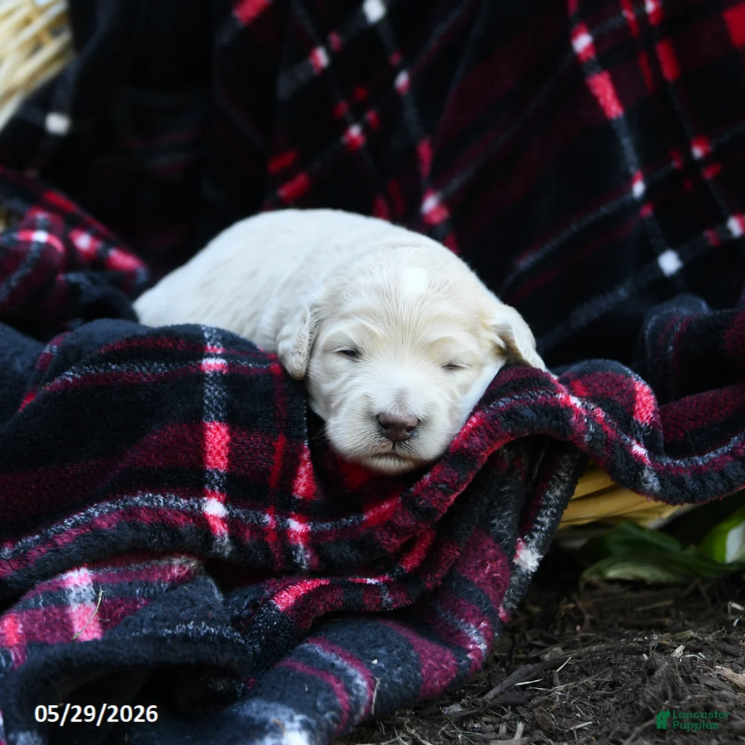 Goldendoodle dogs for sale: Macy - Ad 1