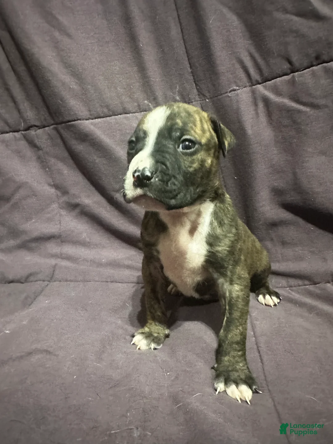 Mixed Breed dogs for sale: Mixed Pit Orange - Ad 2