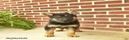 German Shepherd dogs for sale: Bowe - Ad 4