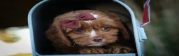 Cavapoo dogs for sale: CHARLIE - Ad 13
